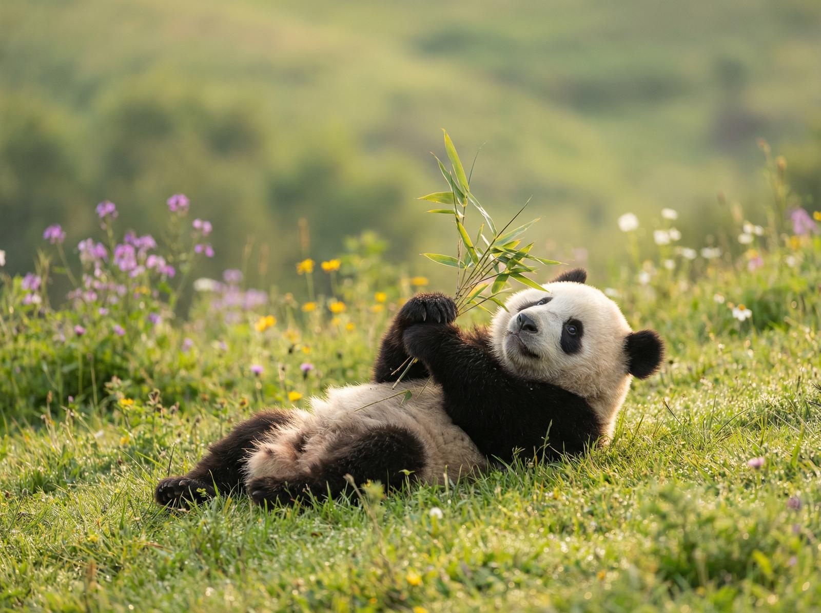 每日大赛熊猫视频