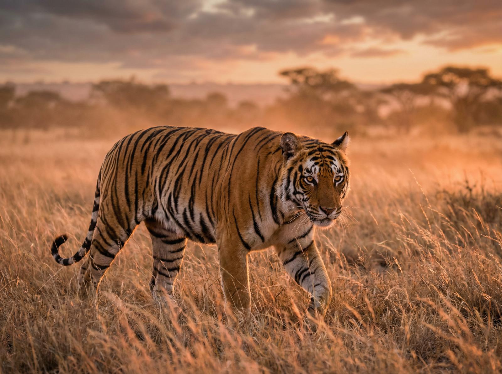 每日大赛老虎写真视频